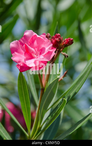 Blüten rosa Nerium Oleander Stockfoto