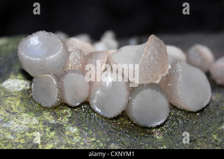 Buche Jellydisc Pilze Neobulgaria pura Stockfoto