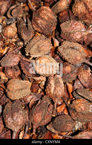 Bucheckern im Herbst Stockfoto