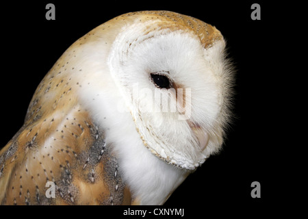 Close-up Of A Captive Schleiereule Tyto alba Stockfoto