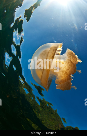 Jellyfish Lake, Palau Stockfoto