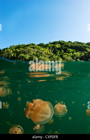 Jellyfish Lake, Palau Stockfoto