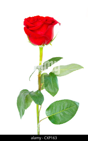 schöne rote Rose auf weißem Hintergrund Stockfoto