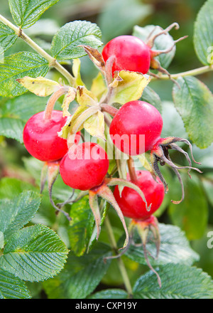 Leuchtend rote Hagebutten Stockfoto