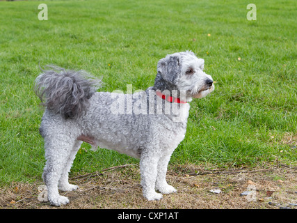 Bichon Frise Pudel Kreuz Rasse auf der ständigen Suche Stockfoto