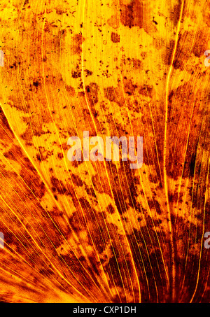 Bild von farbigen Herbst Blatt Hintergrund, Blätter golden trocken fallen, alte gelbe Laub, Textur der herbstlichen Blatt Stockfoto