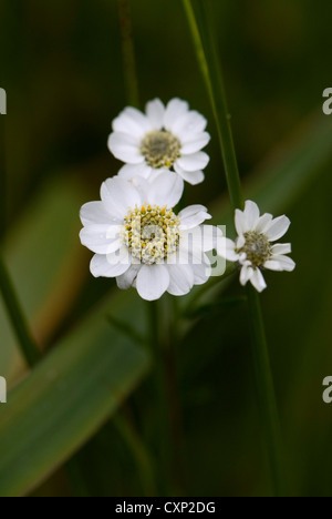 Britische einheimischen Wildblumen Stockfoto