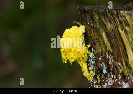 Dog vomit Slime Mold (Fuligo Septica), auch benannt Scrambled Egg Schleim auf einem faulenden Baumstamm Stockfoto