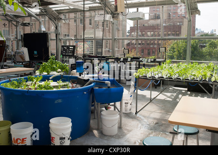 Hydroponischen Anbau wird auf einem Dachgewächshaus in einem Klassenzimmer in einer New Yorker Schule gesehen. Stockfoto