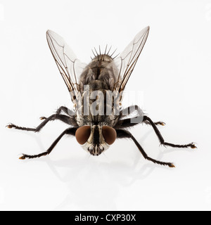 Fleisch-Fly Arten Sarcophaga Carnaria isoliert auf weißem Hintergrund Stockfoto