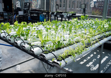 Hydroponischen Anbau wird auf einem Dachgewächshaus in einem Klassenzimmer in einer New Yorker Schule gesehen. Stockfoto