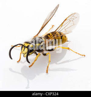 Wespe Vespula Germanica Arten isoliert auf weißem Hintergrund Stockfoto