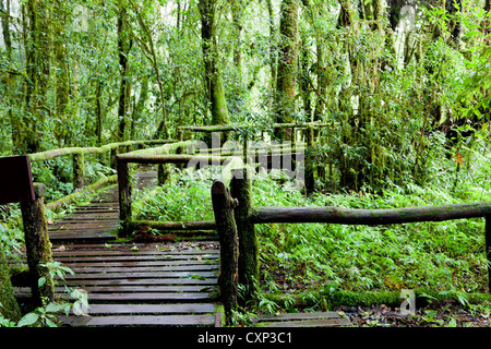 DOI Inthanon Nationalpark Stockfoto