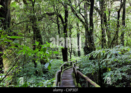 Regenwald Stockfoto