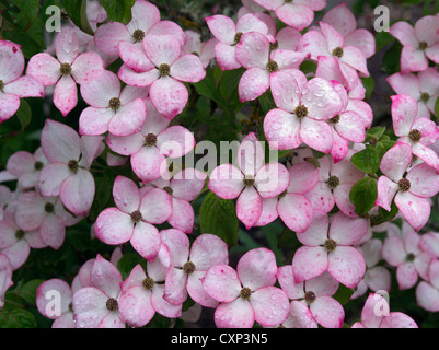 Nahaufnahme von Hartriegel Blumen. Hughes Wassergärten, Oregon Stockfoto