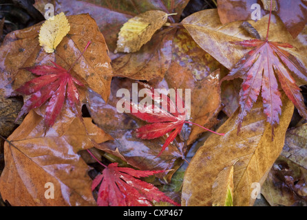 Nassen Sie Laub der Zierbäume, Acer Palmatum 'Katsura', Hainbuche (Carpinus Betulus) und Magnolia 'David Clulow'. Stockfoto