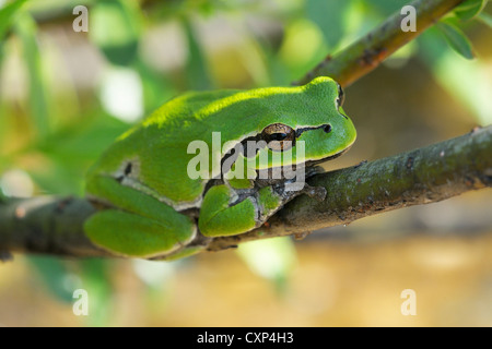 Grüner Baum Grasfrosch Stockfoto