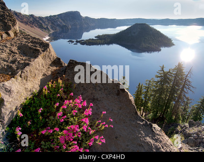 Penstemon wachsen am Rand des Crater Lake. Crater Lake Nationalpark, Oregon Stockfoto
