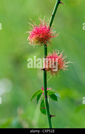 Stieg Bedeguar Gall / Robins Nadelkissen gall / Moos Gallen (Diplolepis Rosae) auf Rose, Belgien Stockfoto