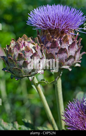 Karde / Artischocke Mariendistel (Cynara Cardunculus) in Blüte, im Mittelmeerraum heimisch Stockfoto