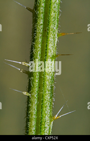 Nahaufnahme Detail der Brennnesselpflanzen Haare der Brennnessel / gemeinsame Brennnessel (Urtica Dioica), Belgien Stockfoto