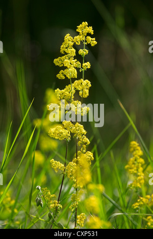 Lady's Labkraut / gelbe Labkraut (Galium Verum) in Blüte Stockfoto