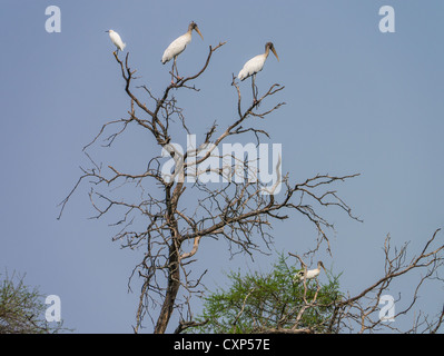 Störche Roost im Baum oben blattlosen Baum in der Chaco-Region des nördlichen Paraguay. Stockfoto