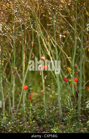 Long-headed Mohn / Blindeyes (Papaver Dubium) im Feld, Belgien Stockfoto