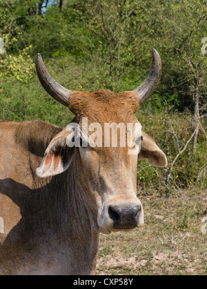 Blick auf Kopf und Schultern und Hörner eines Stieres Brahma in der Chaco-Region des nördlichen Paraguay hautnah. Stockfoto