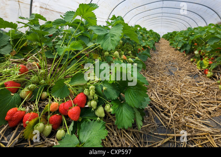 Anbau von Erdbeeren (Fragaria) in Kunststoff Gewächshäuser, Belgien Stockfoto