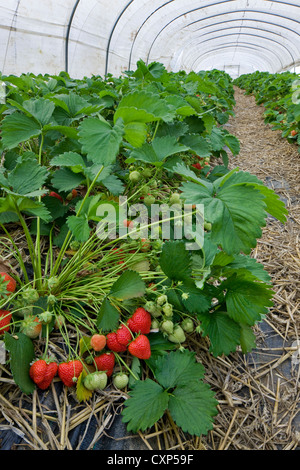 Anbau von Erdbeeren (Fragaria) in Kunststoff Gewächshäuser Stockfoto