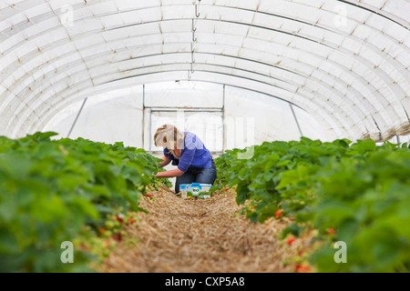 Gärtner Kommissionierung kultivierten Erdbeeren (Fragaria) von Hand in plastischen Gewächshaus, Belgien Stockfoto