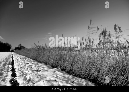 Schwarz / weiß Bild Winter Schnee auf Holme Fen in der Nähe von Yaxley Dorf, Cambridgeshire, England, UK Stockfoto