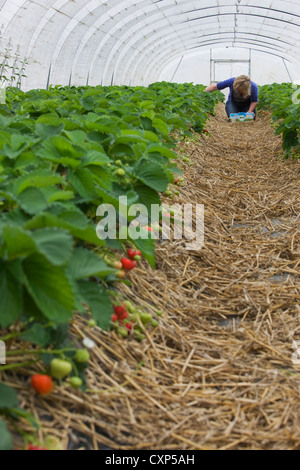 Gärtner ernten angebauten Erdbeeren (Fragaria) in plastischen Gewächshaus, Belgien Stockfoto