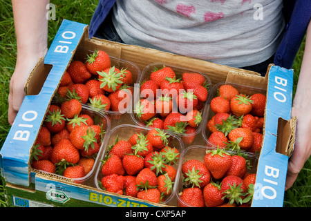 Nahaufnahme von Gärtner halten Karton mit Kunststoffboxen mit angebauten Erdbeeren (Fragaria), Belgien Stockfoto