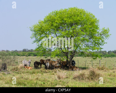 Eine Herde von Rindern stehen neben und im Schatten der ein einsamer Baum in der Chaco-Region von Paraguay. Stockfoto