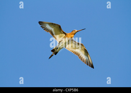 Uferschnepfe (Limosa Limosa) im Flug Stockfoto