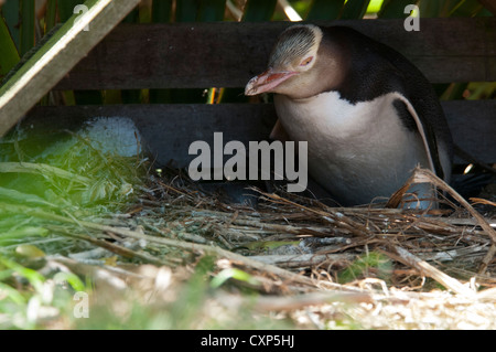 Yellow Eyed Penguin Zucht in einem bereitgestellten Unterschlupf bei Penguin Ort auf der Halbinsel Otago in Neuseeland.  Gelbaugenpinguin Stockfoto