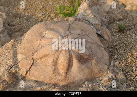 Europa Italien Sardinien fossilen Muscheln im archäologischen Zentrum der Paleo Genoni (Geopaleosito) Stockfoto