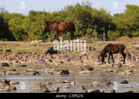 Europa Italien Sardinien Pferd der Giara di Gesturi Stockfoto