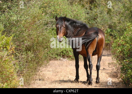 Europa Italien Sardinien Pferd der Giara di Gesturi Stockfoto