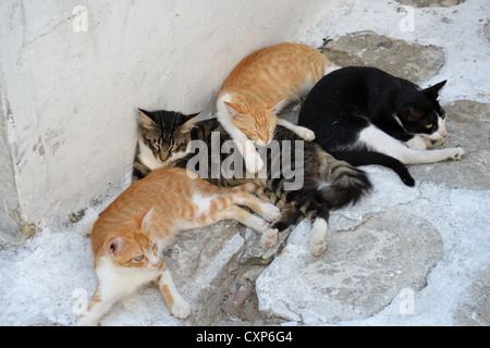 Katzen, ruht in der Straße, Chora, Mykonos, Cyclades, South Aegean Region, Griechenland Stockfoto