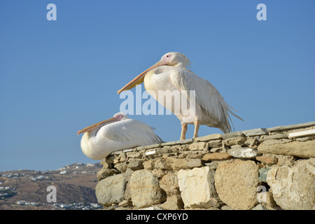 Pelikane am Meer, Chora, Mykonos, Cyclades, South Aegean Region, Griechenland Stockfoto