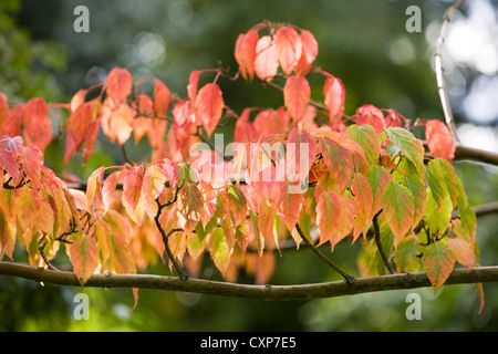 Cornus Alba 'Bloodgood' Herbstlaub Stockfoto