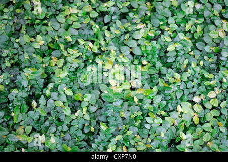 schleichende Fig Rebe Ficus Pumila Pflanzen Immergrün Asien Haus Haus Pflanzen Stockfoto