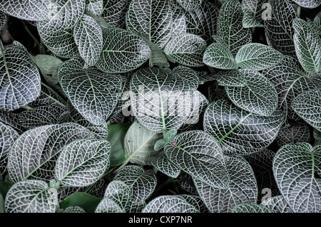 Fittonia Albivenis Frühjahr Closeup selektive Pflanze Porträts Nerv Pflanze Mosaik verlässt Laub gemustert Muster Venen Stockfoto