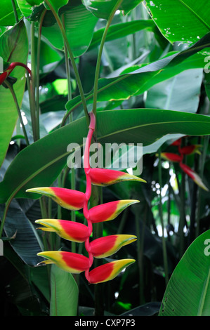 Heliconia Rostrata Hummer Klaue Closeup gelb roten tropischen exotischen Blumen blühen Stockfoto