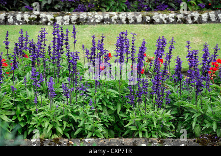 Kensington Palast versunkene Garten Sommer Blüte salvia Stockfoto