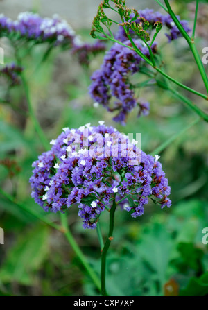 Limonium Arborescens blau Strandflieder Baum Limonium Baum Statice blaue Blumen Blüte Blüte Siempreviva Küsten Blütenpflanze Stockfoto