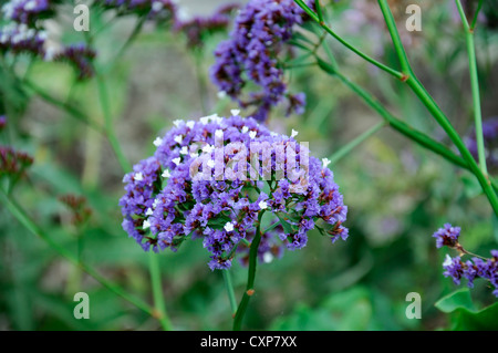 Limonium Arborescens blau Strandflieder Limonium Baum Statice blaue Blüten blühen Blüte Blüten Stockfoto